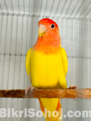 Love bird